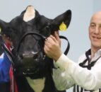 Co. Dublin breeder wins Royal Ulster Winter Fair Inter-Breed Championship