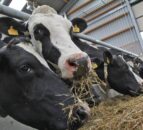 Fodder crisis: Response meetings to take place in north-west