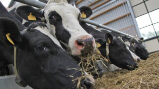 UK dairy farmers urged to take part in national survey