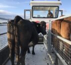 New custom-made ‘cot’ to carry livestock between islands on Lower Lough Erne