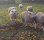 Another livestock theft reported in the North as 43 ewe lambs stolen
