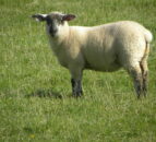 Numbers of Northern lambs coming south for slaughter down 29%