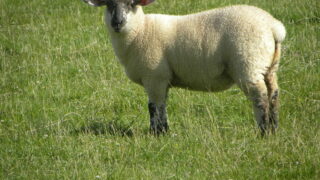 Numbers of Northern lambs coming south for slaughter down 29%