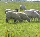 UFU concerned by significant drop in lamb prices
