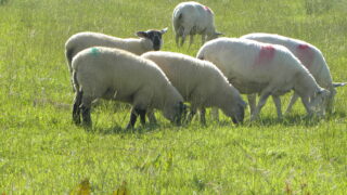 High demand for quality assured lambs in Northern Ireland