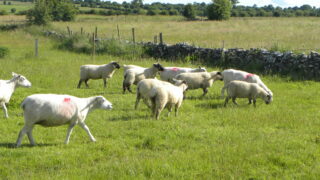 UFU meets Asda to discuss lamb procurement policy