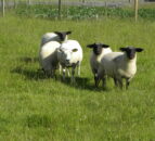 UFU challenges retailers on lamb sourcing