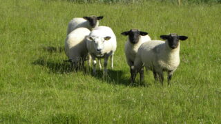 UFU challenges retailers on lamb sourcing