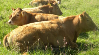 Beef conformation values on the rise in Northern Ireland