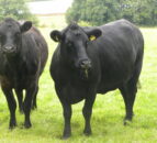 Northern Ireland farmers call on processors to honour commitments on residencies