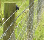 Delay to Environmental Farming Scheme Tranche 3 as department calls for review