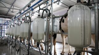 January milk prices increase in Northern Ireland as production falls