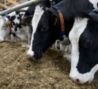 Pioneering vet backed by Brian May to speak at NI TB conference