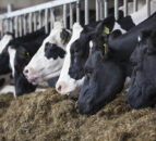 International dairy product markets to come under pressure throughout 2020