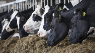 International dairy product markets to come under pressure throughout 2020