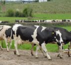 Poll: Have you got your cows out yet?
