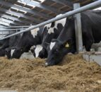 Northern Ireland’s beef and dairy herd numbers up