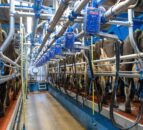 Mitigate infection with a good milking routine this spring