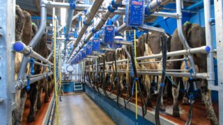 Mitigate infection with a good milking routine this spring