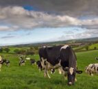 Milk production in the North continues its upward trend