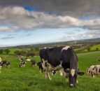 Strathroy pays 38c/L for June milk, back 1c/L
