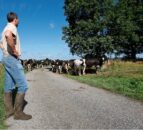 Minimum wage increase for agricultural workers announced in Northern Ireland