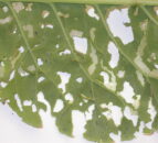 ‘Super pest’ moth now capable of surviving British and Irish winter