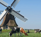 Dutch dairy farmers to get extra ‘cash payment’ from FrieslandCampina