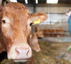 CAFRE beef finishing event to take place this Thursday