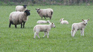 ‘Processors have wiped 10% off the value of a lamb in recent weeks’