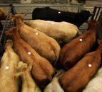 NI farmers warned increase in ‘nomad’ cattle could knock carcase prices