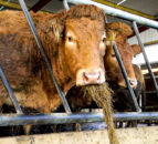 ‘Business case approved’ for new AFBI beef unit