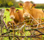 Fears PGI could prevent NI farmers from using term ‘Irish grass-fed beef’