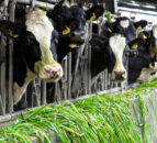 Dairy social media campaign gains support in NI