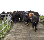 How to deal with lameness issues before it becomes a serious problem