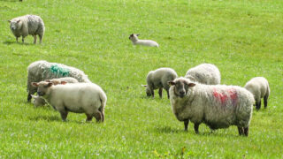 Sheep management: Selecting replacement ewe lambs and culling ‘problem ewes’
