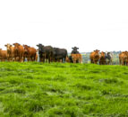 DAERA publishes ‘Farm Business Data’ handbook