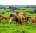 ‘Open letter on the value of animal agriculture’ – penned by a global farming community
