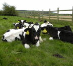 Authorisation of new and replacement NI cattle tags suspended
