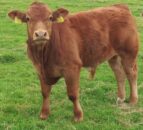 Calf registrations up 11% in Northern Ireland