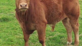 Calf registrations up 11% in Northern Ireland