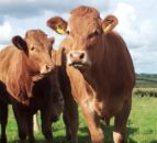 Northern meat processors slash beef prices by 20p/kg