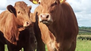 Northern meat processors slash beef prices by 20p/kg