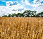 3-crop rule could tighten barley seed supplies