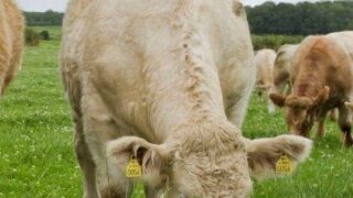 €16,000 worth of cattle stolen from Dungannon farm
