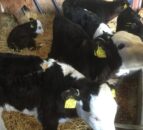 Continued growth in Northern Irish beef calf births in 2016