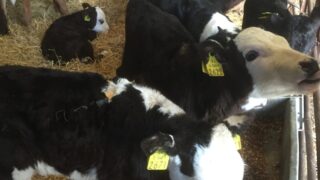 Continued growth in Northern Irish beef calf births in 2016