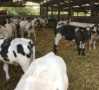 Deadline appoaching for 2-day dairy-bred beef study tour