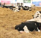 Members told RUAS income hit £5.4 million in 2017