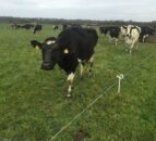 ‘Innovative changes needed in NI dairy industry’